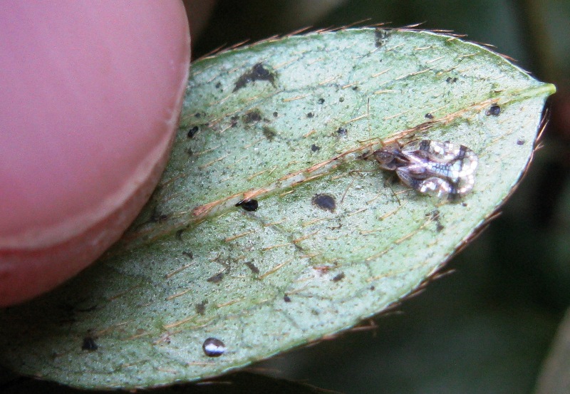 Tingidae: Stephanitis pyrioides, nuovo parassita dell''Azalea